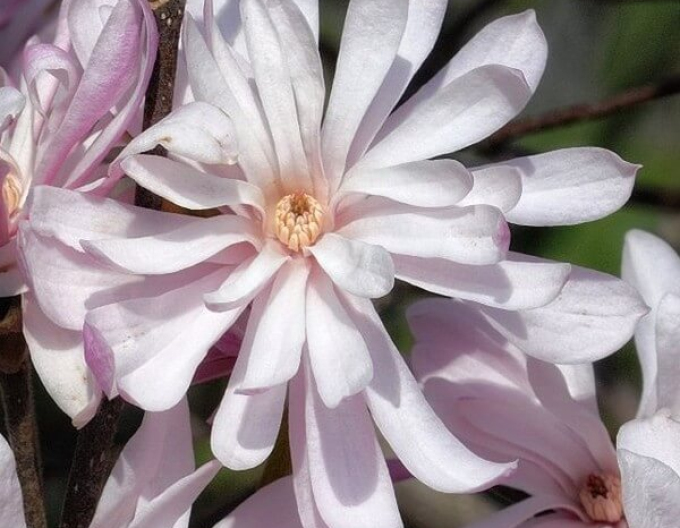 Magnolia ´St. Waterlily´