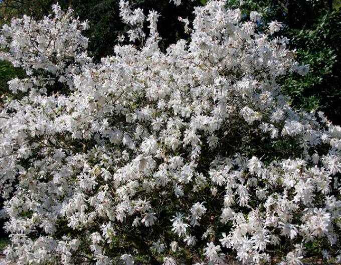 Magnolia ´St. Waterlily´