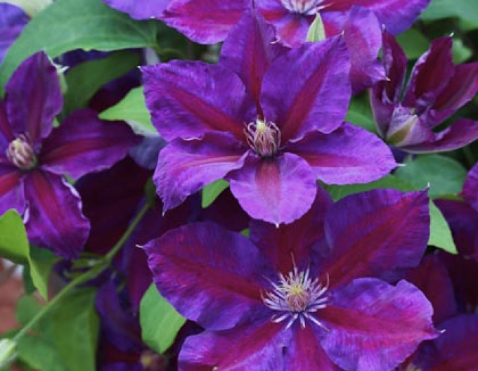 Clematis ´Julka´