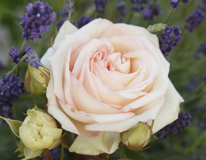 Trandafir Madame Anisette