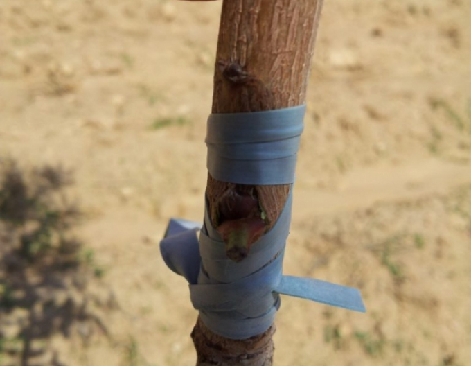 Elastic pentru altoit 120x3,5mm