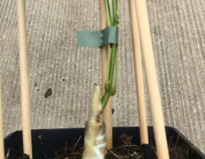 Elastic pentru altoit 120x3,5mm