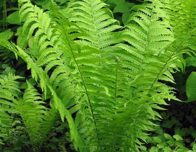 Feriga "Feriga struțului"