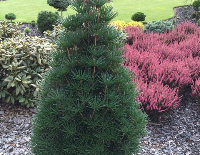 Pin umbrelă japonez 100/125cm