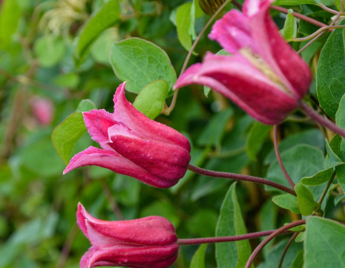 Clematis ´Happy Diana´