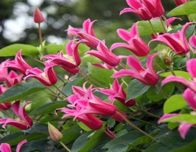 Clematis ´Happy Diana´