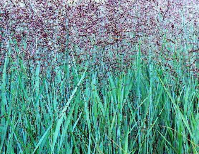 Millet "Heavy Metal"