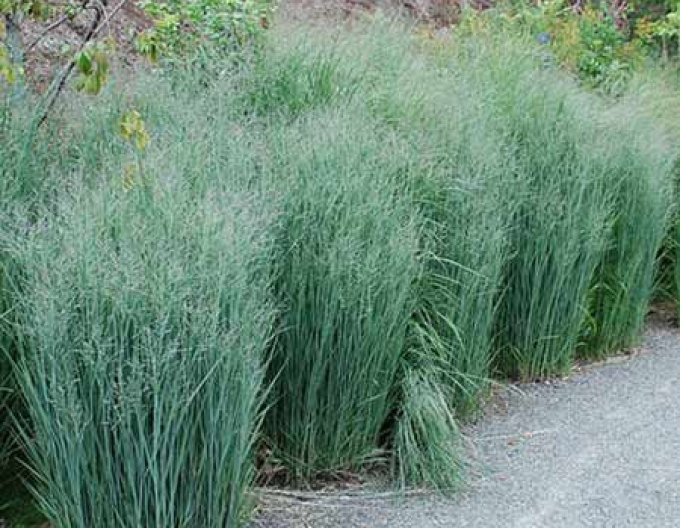 Millet "Heavy Metal"