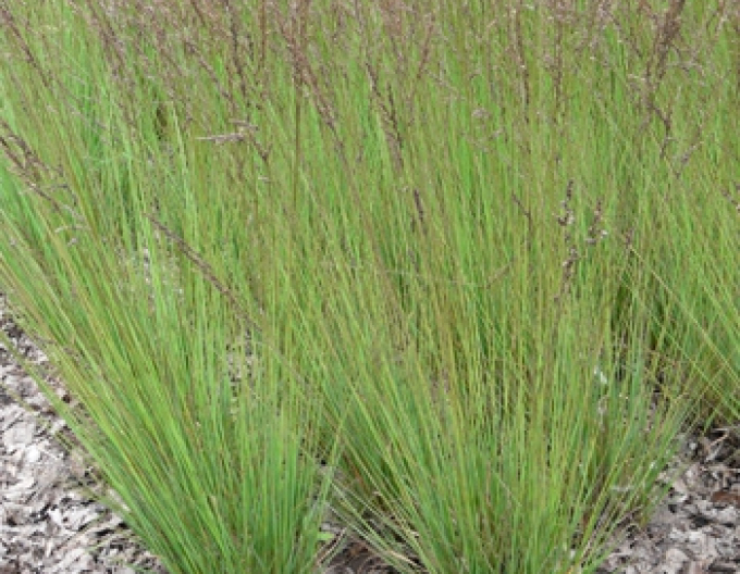 Molinia  "Edith Dudszus"