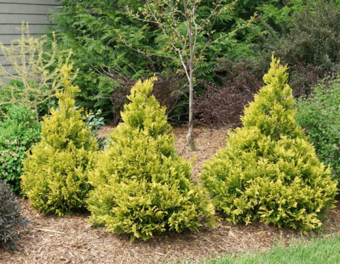 Chamaecyparis obtusa Tsatsumi Gold