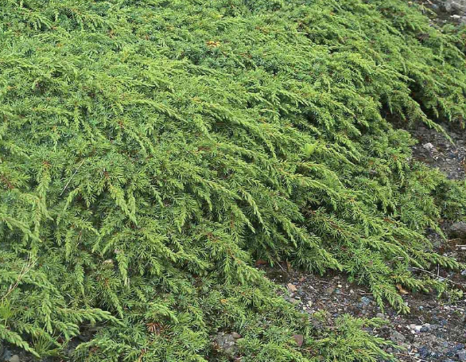 Lenupăr Green Carpet