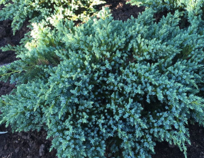 Ienupăr Little Joanna