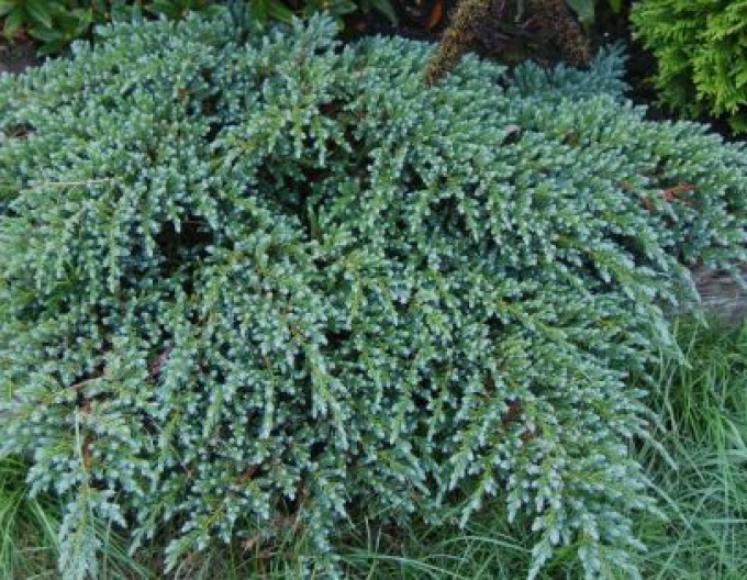 Ienupăr Little Joanna