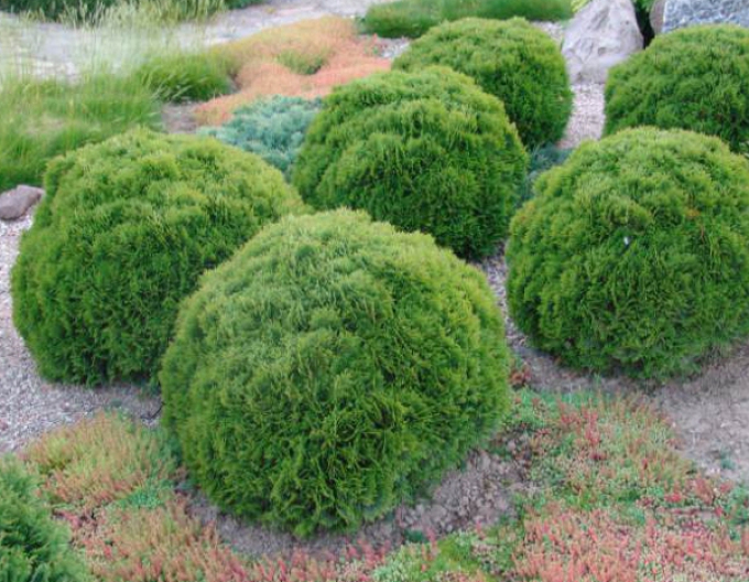 Thuja de vest ´Danica´