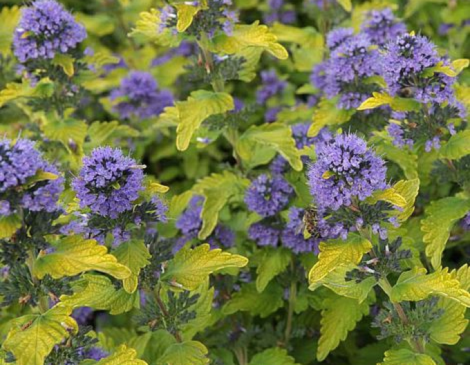 Barbă albastră´Hint of Gold´