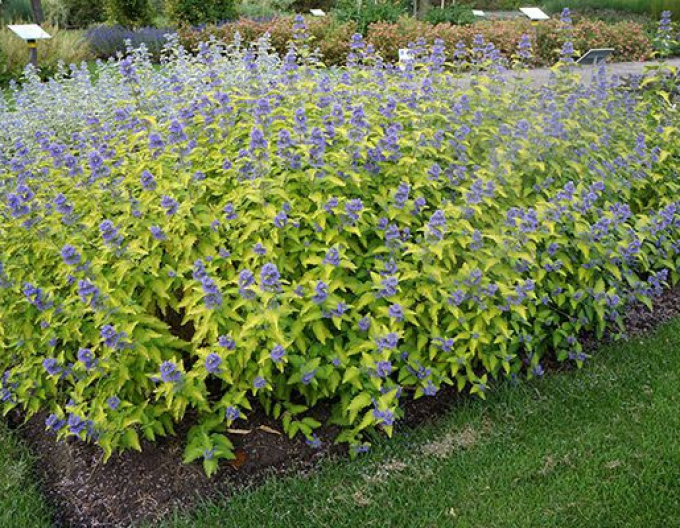 Barbă albastră´Hint of Gold´