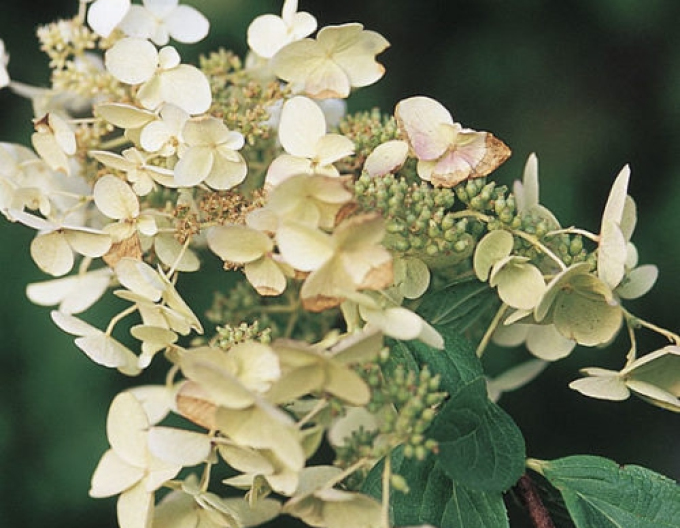 Hortensie paniculate ´Unique´