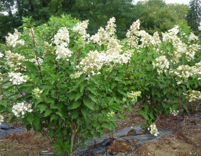 Hortensie paniculate ´Unique´