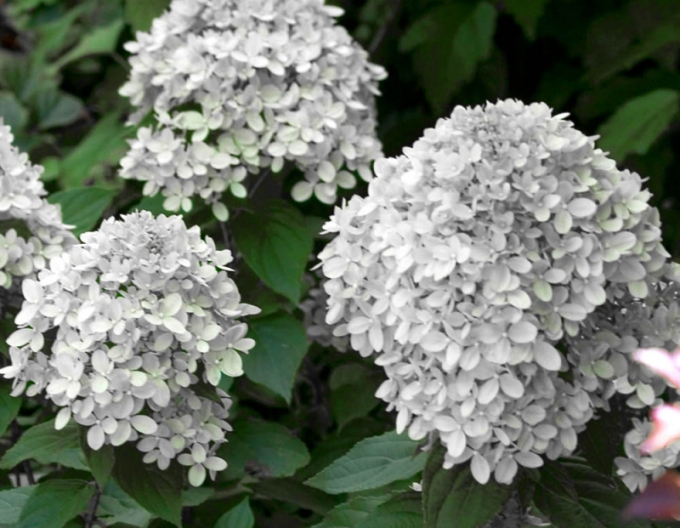 Hortensie paniculate ´Little Alf´