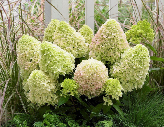 Hortensie paniculate ´Little Alf´
