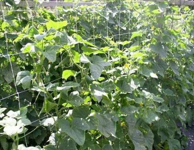 Plasă de susținere pentru cultivarea plantelor 1,2m x 10m