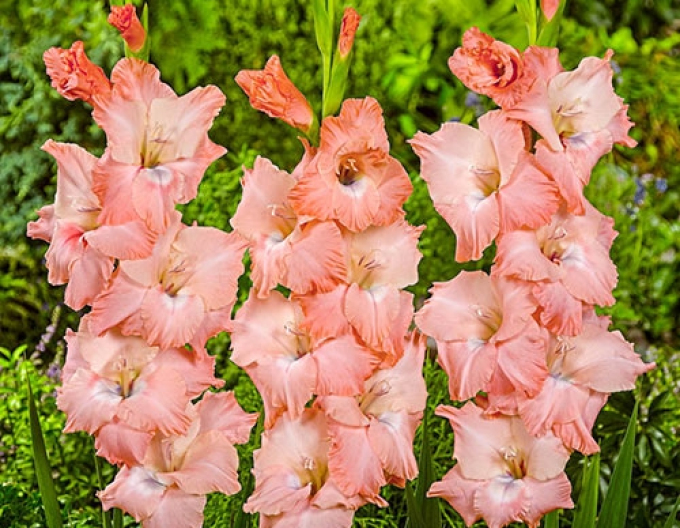 Gladiola ´Spic and Span´
