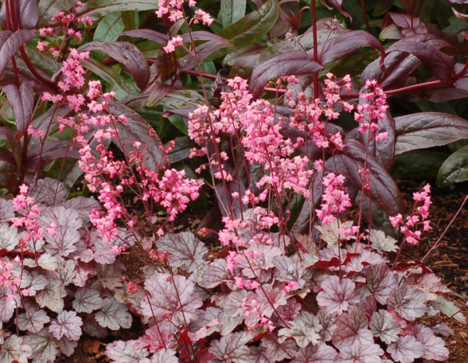 Heuchera ´Milano´