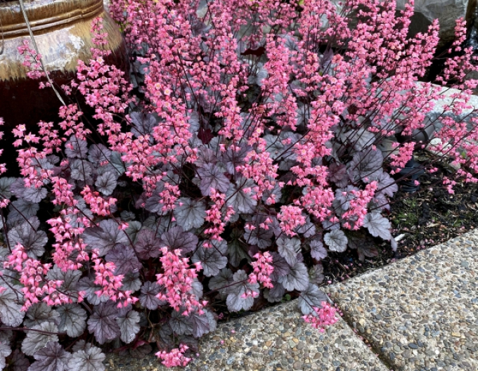 Heuchera ´Milano´