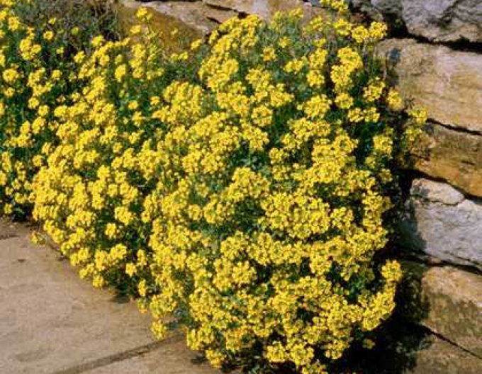 Ciucușoară galbenă