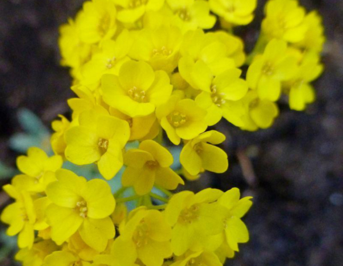 Ciucușoară galbenă