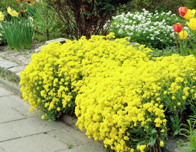 Ciucușoară galbenă