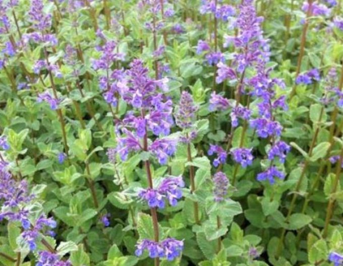 Menta pisicii ´Superba´