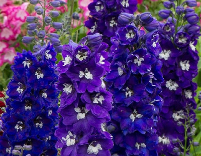 Scaun înalt ´Dark Blue Black Bee´