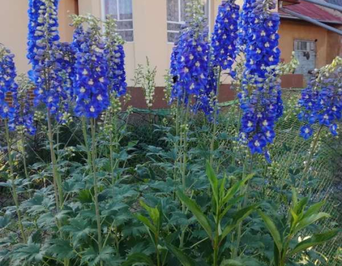 Scaun înalt ´Dark Blue Black Bee´