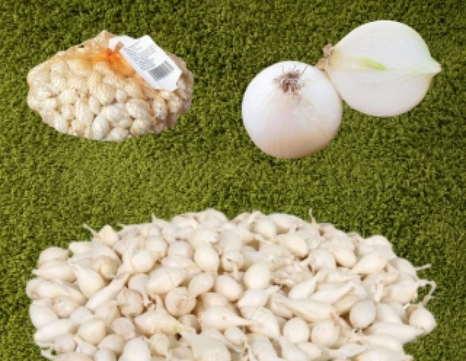 Ceapă pentru plantare ´Whitte Snowball ´ 8/16 0,25kg