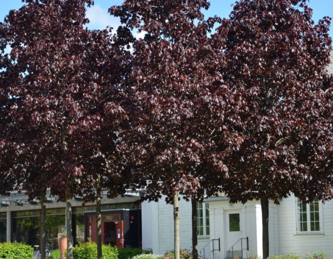 Arțar lăptos-royal-red