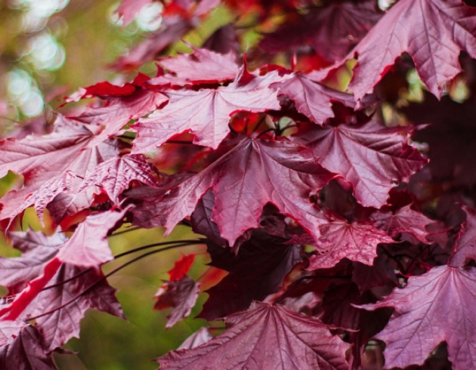 Arțar lăptos-royal-red