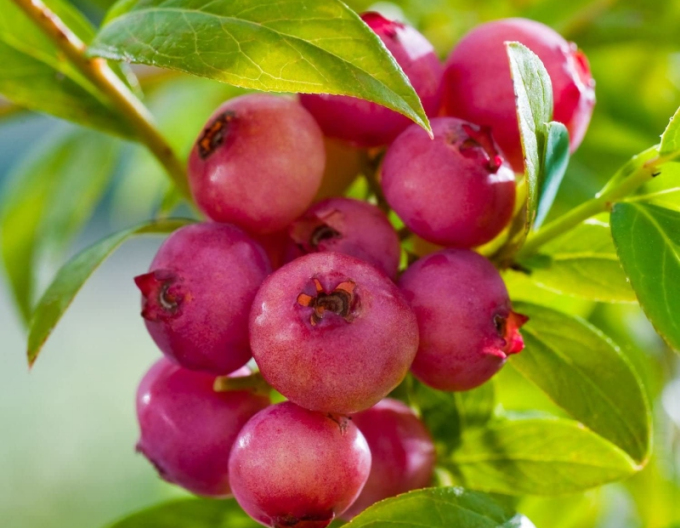 Afin canadian ´Pink Lemonade´