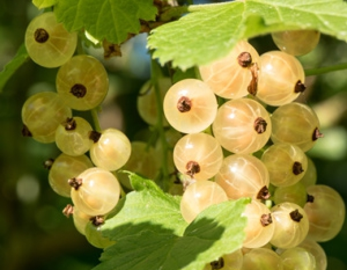 Coacăz alb ´Primus´ tufă