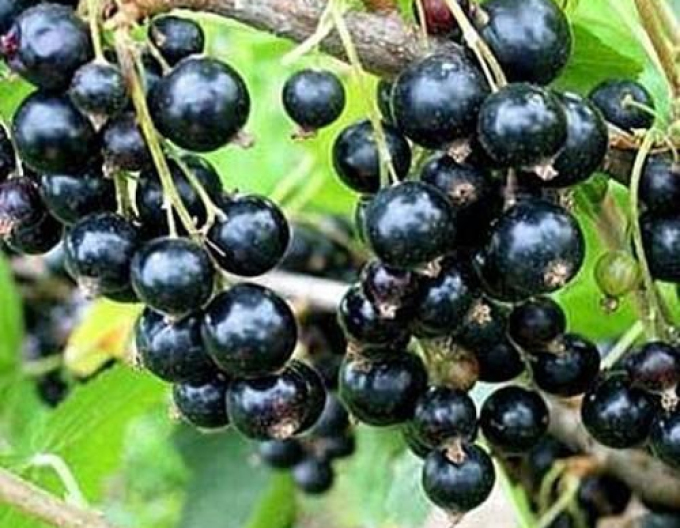 Coacăz negru "Titania" pom fructifer 2l