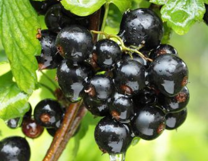 Coacăz negru "Titania" pom fructifer 2l