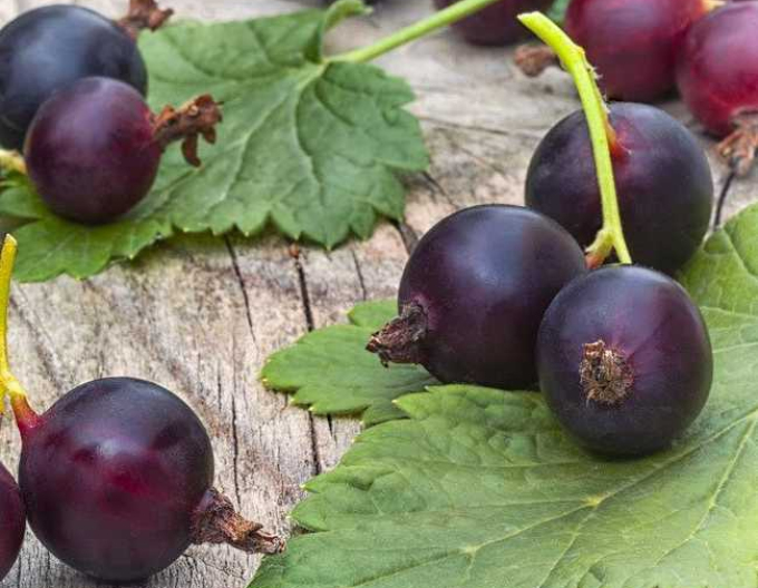 Josta – pom fructifer 2l