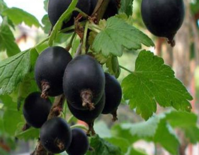 Josta – pom fructifer 2l