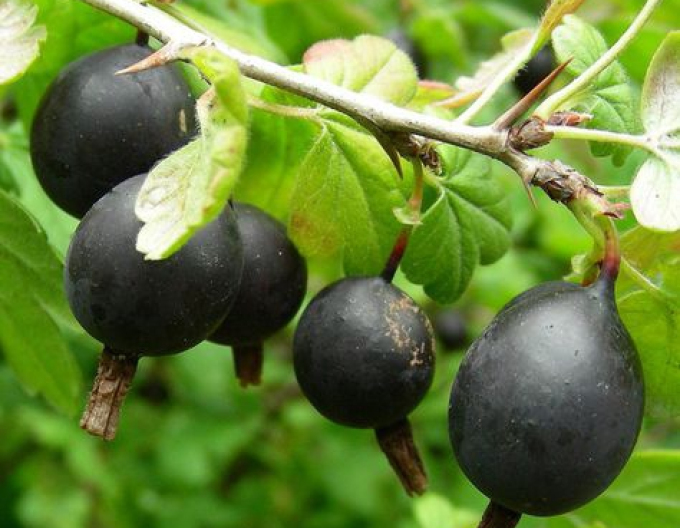 Josta (coacăz × agriș)