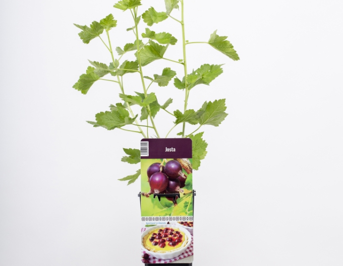 Josta (coacăz × agriș)