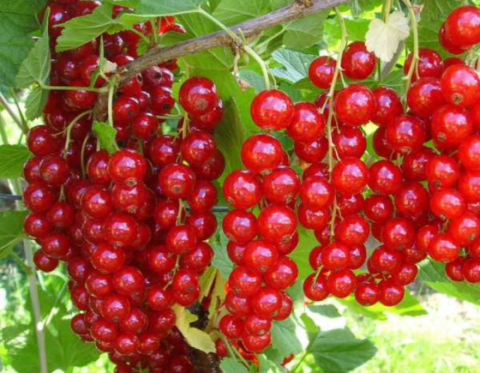 Coacăze roșii ´Detvan´, 2l