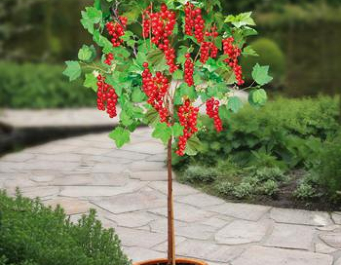 Coacăze roșii ´Detvan´, 2l