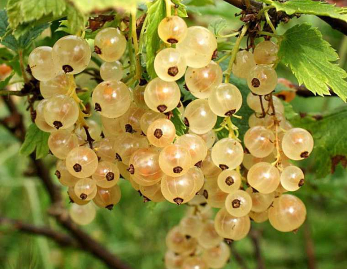 Coacăz alb ´Primus´ tufă