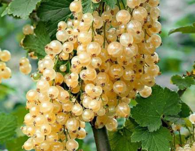 Coacăz alb ´Primus´ tufă