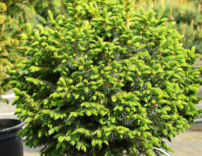 Molid balcanic ´Nana´